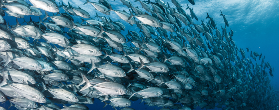 A large school of silver fish swims in unison through clear blue ocean water, viewed from below with sunlight filtering through the surface.