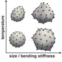 virus capsid diagram showing temperature increase on y axis and size/bending stiffness on x axis