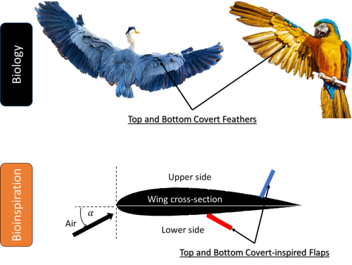 Covert wing feathers