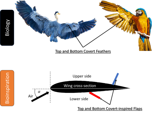 bird wing anatomy feathers