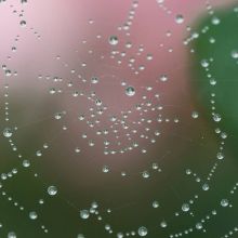 Dewdrops on spider web